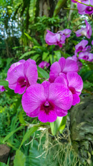 Beautiful orchid named Dendrobium family within the flower garden Ratchaburi Province of Thailand