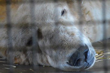 Fototapeta na wymiar Polar bear behind a cage