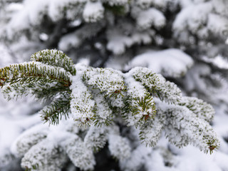 snow covered all trees at mountain