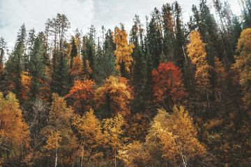A hillside in taiga overgrown with plenty of autumn colored trees: birches, cedars, pines, firs etc. with the sun touching the treetops; a fall forest on the mountain slope in Altai, Russia