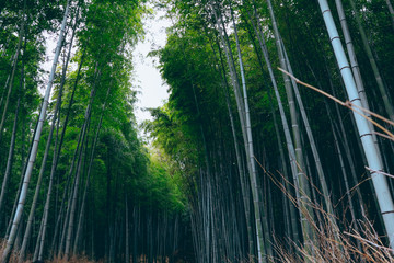 KYOTO, JAPAN - November 19, 2018 : Bamboo forest at Arashiyama, Kyoto, Japan..