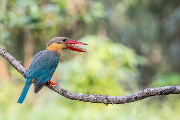Stork-Billed Kingfisher 