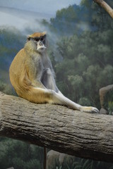 Patas monkey sitting on a tree
