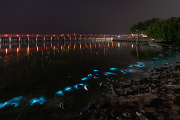 Fototapeta na wymiar Bioluminescent Plankton Light Up the Sea, The Mesmerising Phenomenon making the Sea Glows Bright Blue at Sapan Daeng (Red Bridge) at Mutchanu Shrine, Samut Sakhon Province, Thailand.
