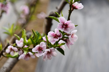 In full bloom in the peach blossom