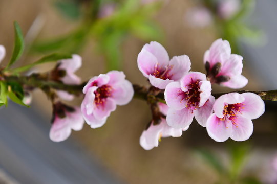 In full bloom in the peach blossom © qiujusong