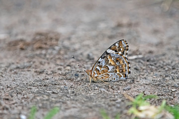 Fototapeta na wymiar butterfly in camouflage