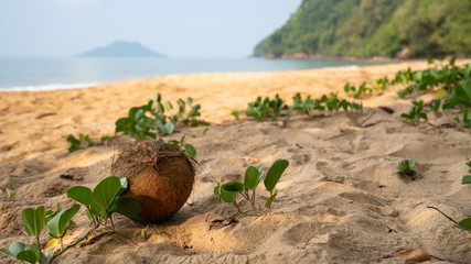 coconut on the sand beach