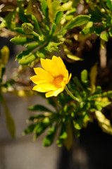 冬に咲く黄色い花