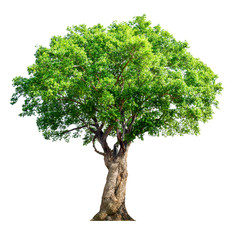 The tree is completely separated from the white ba background Scientific name Walsura trichostemon...