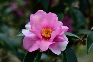 Obraz premium ツバキ