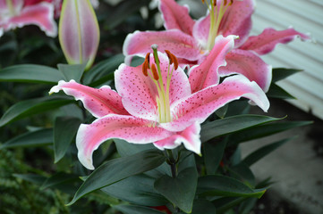 Stargazer lily in the garden