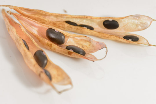 Ripe black beans in the sheath
