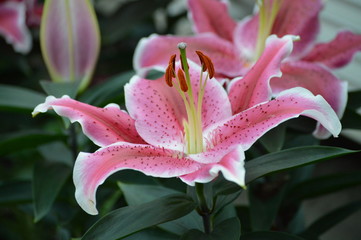 Fototapeta na wymiar Stargazer lily in the garden