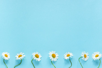 Row of white chamomiles daisies flowers on pastel blue color paper background Copy space Template for postcard, lettering, text or your design Flat lay Top view Concept Hello summer - obrazy, fototapety, plakaty