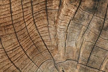 Fototapeta premium Cut of old trunk is photographed closely. Tree timber texture for background.
