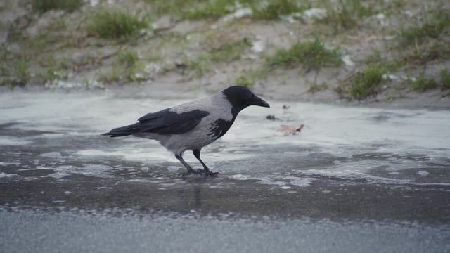 craw walking on ice on raod and hitting hole in the ice and drinking