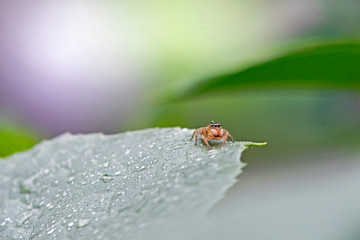 Spider in the rain
