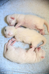 Fototapeta na wymiar White Newborn kittens sweetly scratching