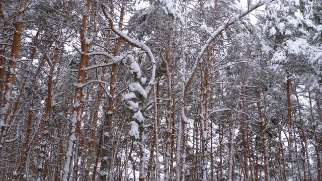 Flying through the Winter Pines Forest. Steadicam shot. The pillars of trees covered with snow. Walking in the winter woods. Wild virgin nature. Road after Blizzard. Abandoned road. Holiday traveling