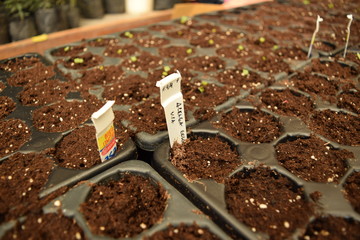 Siembra de acelga en bandejas plásticas o plugs con sustrato