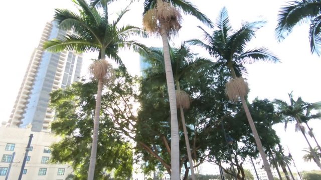 San Diego DWT Palm tree And sun flear