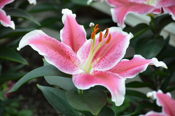 Stargazer lily in the garden