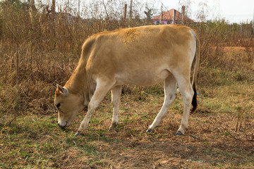 Naklejka na ściany i meble Cow in rural.