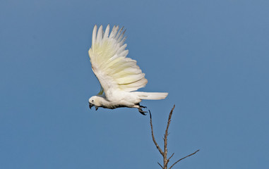 Cockatoo in flight
