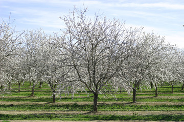 Prunus dulcis, flowering nonpareil almond trees