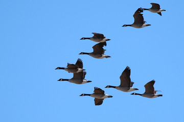 canada geese in flight