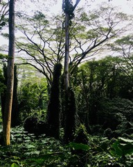 tropical forest