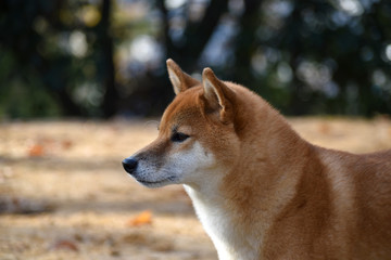 柴犬・横顔