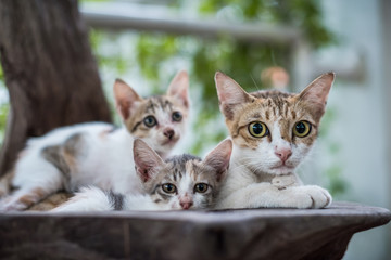 cat mom and small kitten