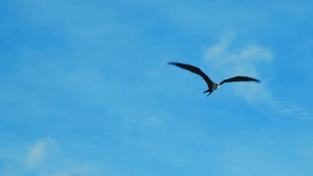 Female Frigatebird flying high in blue sky, Low Angle Tracking Shot