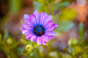 Bright purple and blue flower blooming isolated in a garden