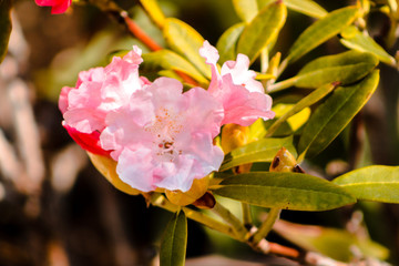 Close up shot of pink flowers in bloom at the japanese gardens in Grand Rapids Michigan