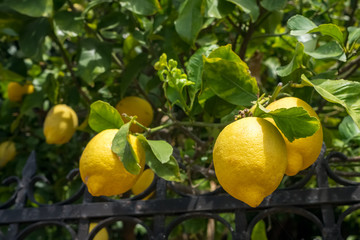 Bunch of fresh ripe lemons on a lemon tree branch