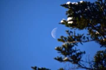 朝の月と針葉樹