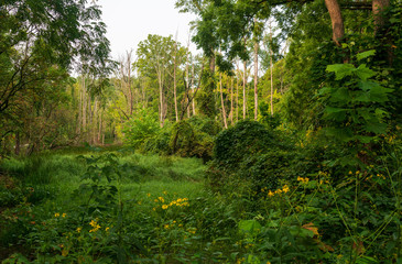 Thick Woods at Cuyahoga Valley National Park