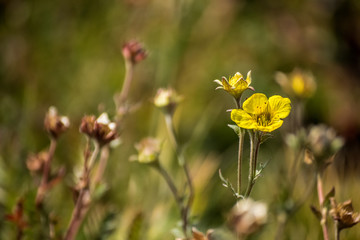 Alpine Avens is a bright yellow wildflower found in the alpine region of rocky mountain national park