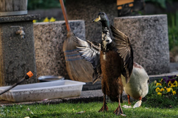 Ducks