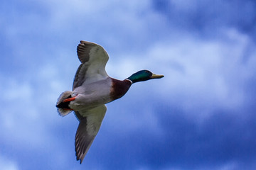 Ducks