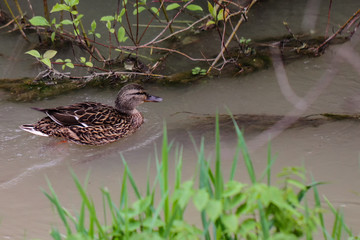 Ducks