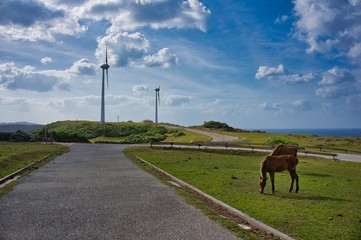 Fototapeta na wymiar 風力発電所と野生馬、与那国島、沖縄