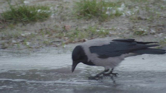 craw walking on ice on raod and hitting hole in the ice and drinking
