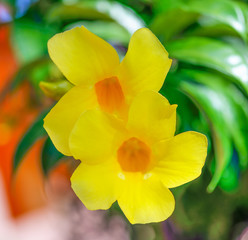 Fototapeta premium Allamanda yellow flower natural background