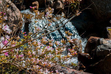 Waterfalls hidden behind blooming bushes in the Frederik Meijer Gardens