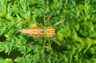 Macro Photo of Jumping Spider on Leaves of Chinese Arborvitae Tree
