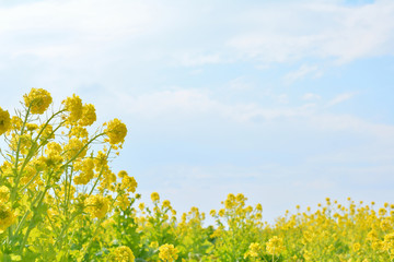 Obraz premium 菜の花畑 青空